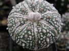 Astrophytum superkabuto