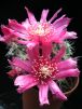 Puna spec. Incahuasii Red Flower
