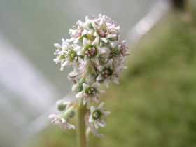Cephalotus follicularis - květ