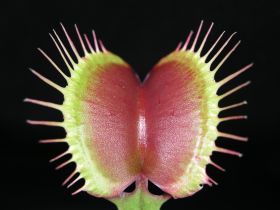 Dionaea muscipula 'Akai Ryu'