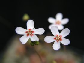 květ Drosera closterostigma