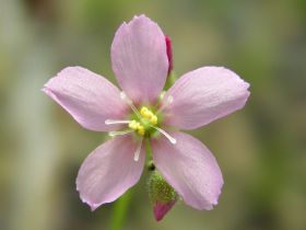 květ Drosera filiformis