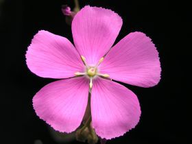 květ Drosera hamiltonii