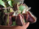 Cephalotus follicularis - láčkovice australská