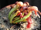 Darlingtonia californica - darlingtonie kalifornská