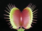 Dionaea muscipula - mucholapka podivná