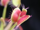 Dionaea muscipula - mucholapka podivná
