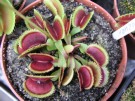 Dionaea muscipula 'Sawtooth'