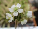 květ Drosera binata