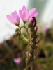 květ Drosera capensis