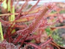 Drosera capensis "Red"
