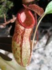 Nepenthes ventricosa x (N. dubia x N. singalana)