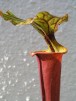 Sarracenia flava var. rubricorpora