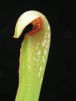 Sarracenia minor var. okefenokeensis