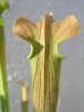 Sarracenia rubra ssp. wherryi