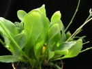 Utricularia alpina