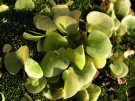 Utricularia tricolor