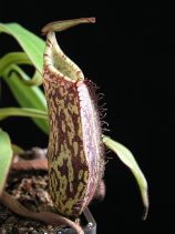 Nepenthes spectabilis