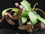 Nepenthes - láčkovka