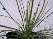 Drosophyllum - rosnolist