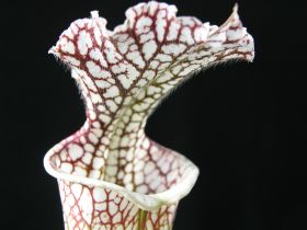 Sarracenia Leucophylla