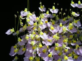 květ Utricularia bisquamata