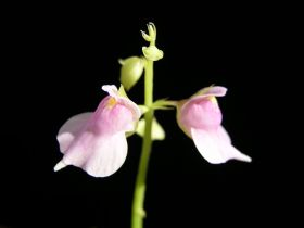 květ Utricularia calycifida