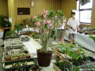Výstava kaktusů a sukulentů Safari 2003 v ZOO Dvůr Králové nad Labem - červen 2003