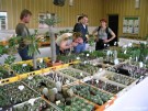 Výstava kaktusů a sukulentů Safari v ZOO Dvůr Králové nad Labem - červen 2004