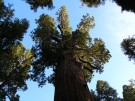 California, Sequoia National Park