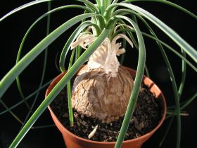 Beucarnea (nolina) gracilis
