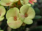 Euphorbia hybrid