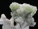 kristátní Euphorbia lactea