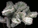 kristátní Euphorbia lactea