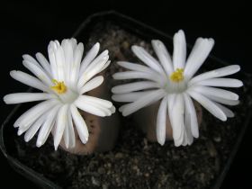 květ Lithops karasmontana ssp. eberlanzii