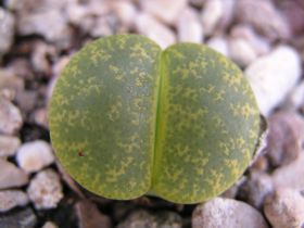 Lithops lesliei ssp. albinica